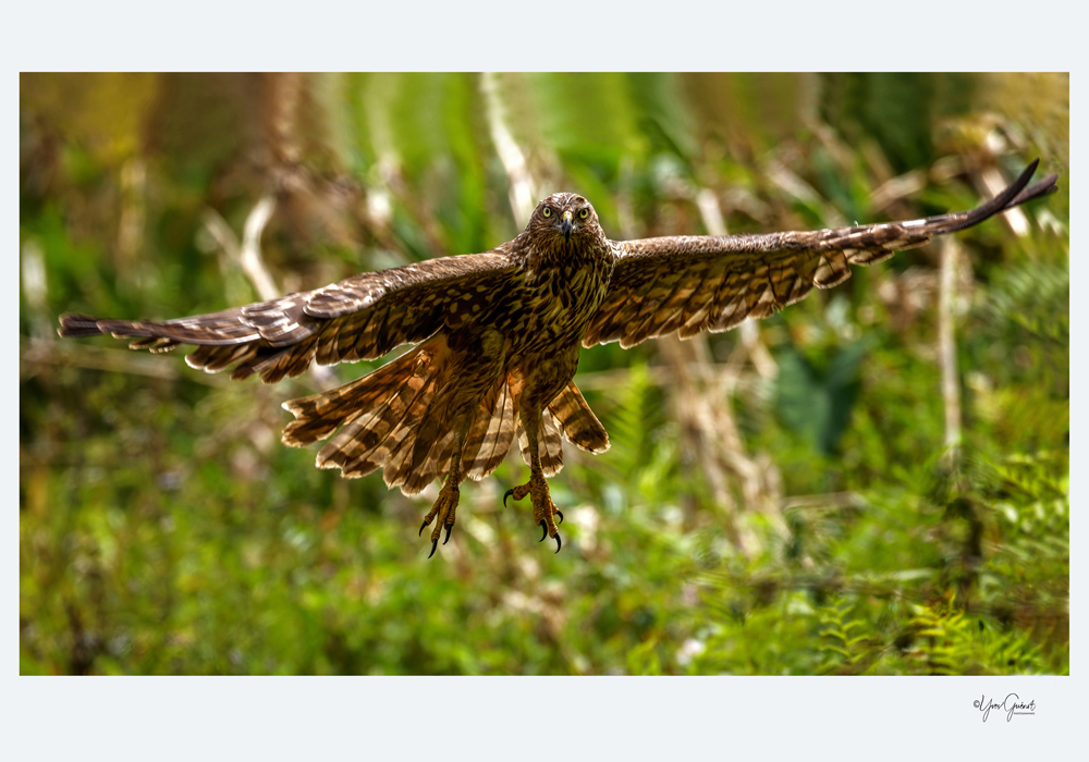 Yves%20Guenot%20copy